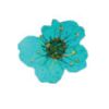 Medium Turquoise