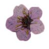 Medium Purple