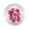 Orchid