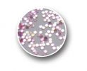 Glitter Shape Round - Rose